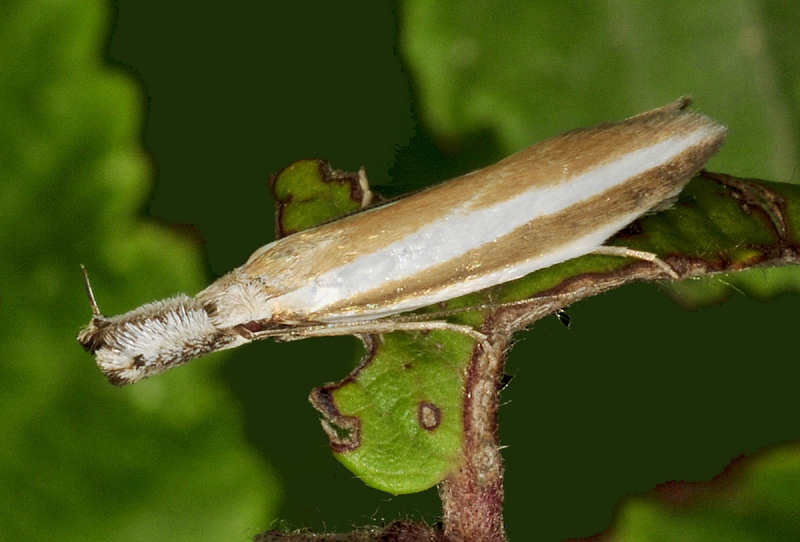 Altre specie da Manziana e dintorni